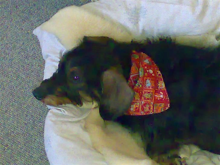 Gravhund Thilde Himmelhund(2007) - slapper lige af...  billede 4