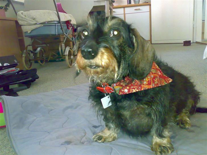 Gravhund Thilde Himmelhund(2007) - hejsa vil du klø mig lidt bag øret billede 5