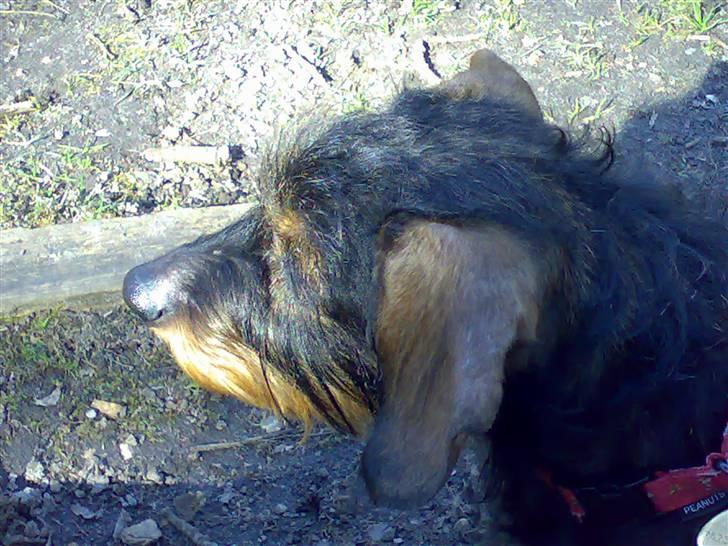 Gravhund Thilde Himmelhund(2007) - en lille opmærksom gravbasse billede 6