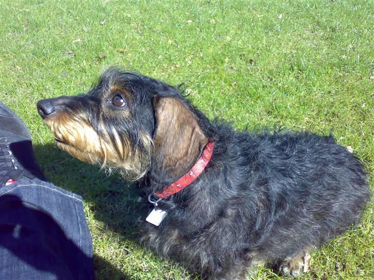 Gravhund Thilde Himmelhund(2007) - håber stadigvæk på en bid tørt brød billede 7