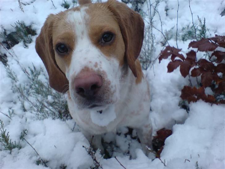 Beagle Gizmo billede 12