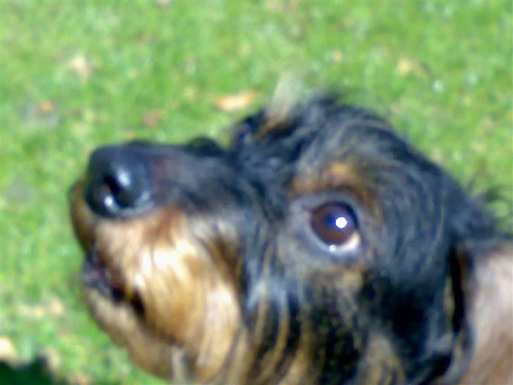 Gravhund Thilde Himmelhund(2007) billede 8