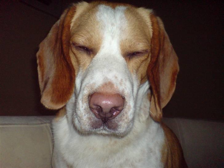 Beagle Gizmo billede 13