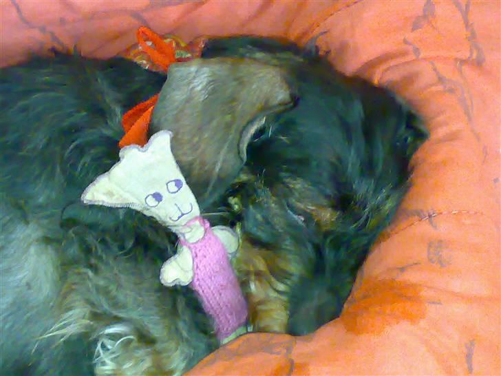 Gravhund Thilde Himmelhund(2007) - det allersidste billede af min lille elskling, r.i.p billede 9