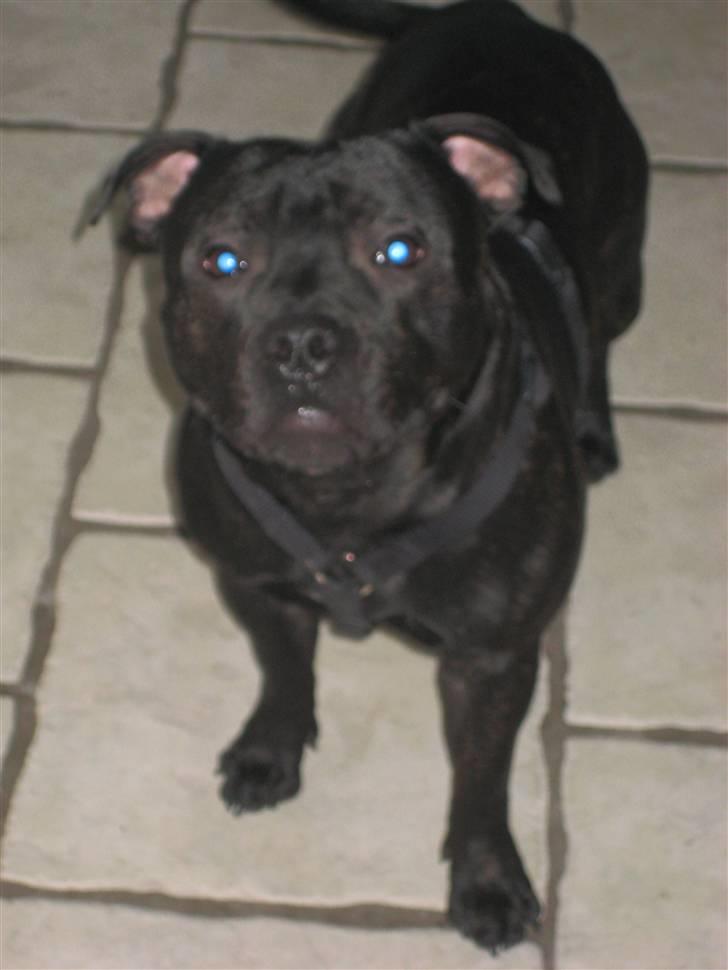 Staffordshire bull terrier Loco billede 19