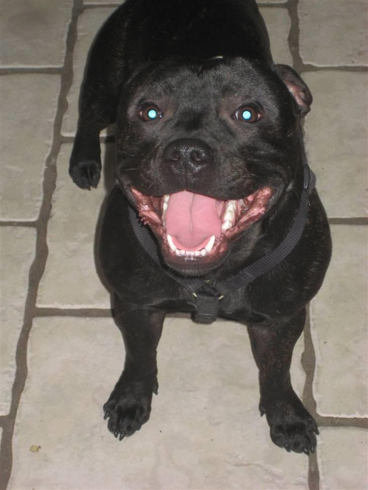 Staffordshire bull terrier Loco billede 20