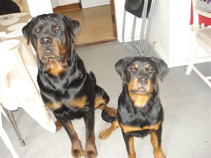 Rottweiler Victor - Mig og min lille søster :-) billede 3