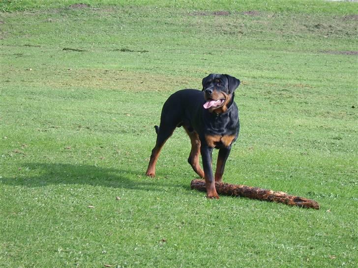 Rottweiler Victor billede 4