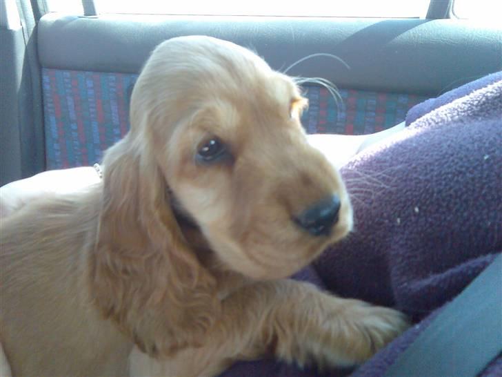 Cocker spaniel trunte billede 5