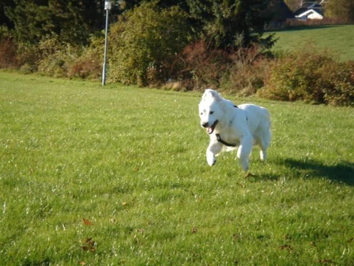 Golden retriever Alfa(Alpha) - 25.10.07, 1-2-3 nu løber jeg billede 19