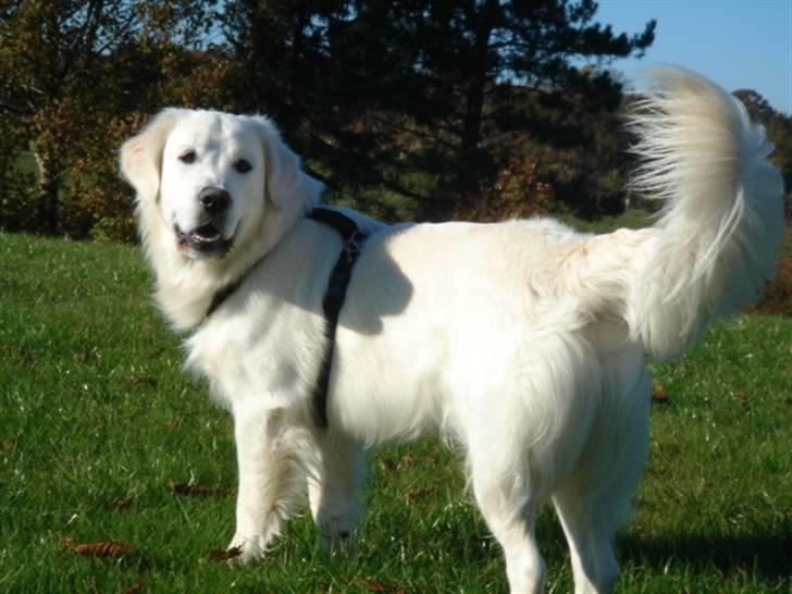 Golden retriever Alfa(Alpha) - 25.10.07, ude at gå tur billede 20