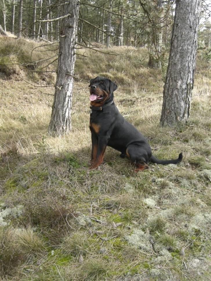 Rottweiler Victor billede 5