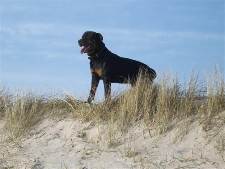 Rottweiler Victor billede 6