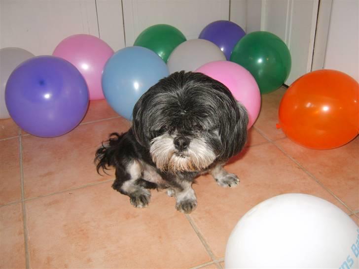 Lhasa apso - kaldenavn Bimmer billede 7