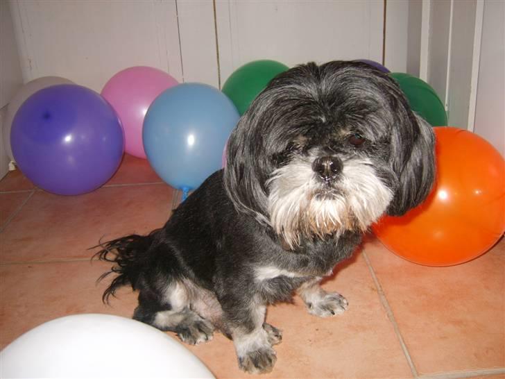Lhasa apso - kaldenavn Bimmer billede 8