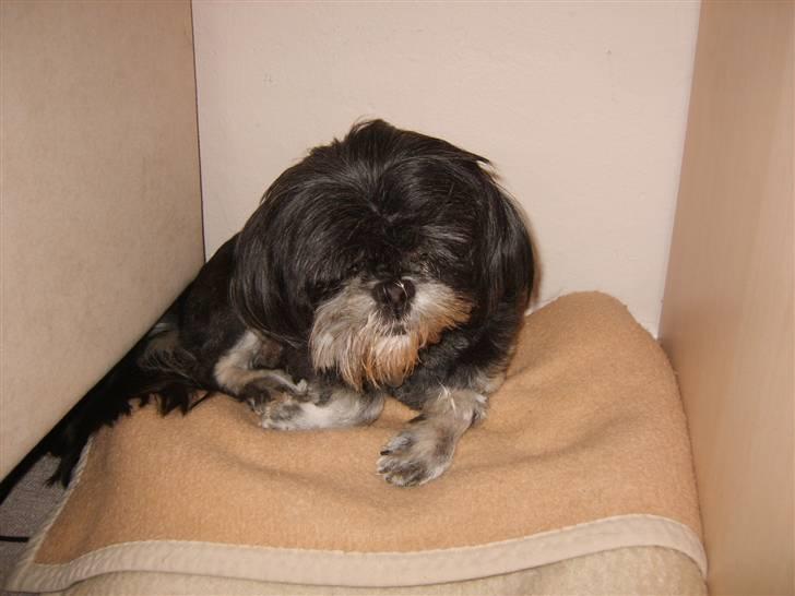 Lhasa apso - kaldenavn Bimmer billede 9