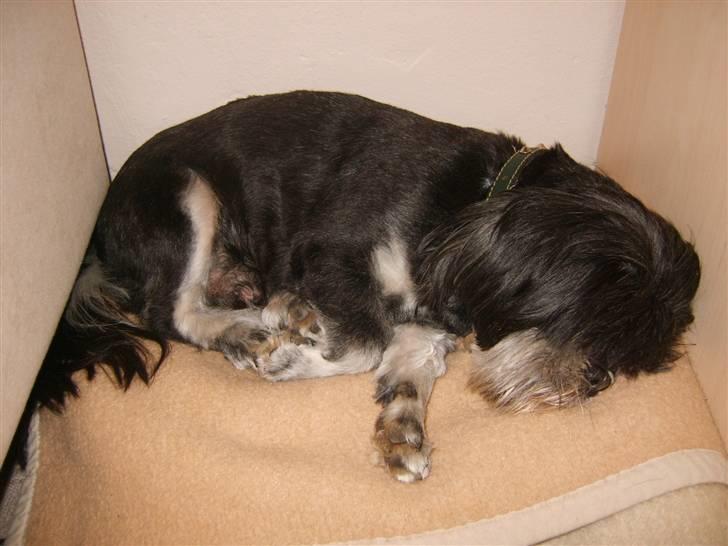 Lhasa apso - kaldenavn Bimmer billede 10