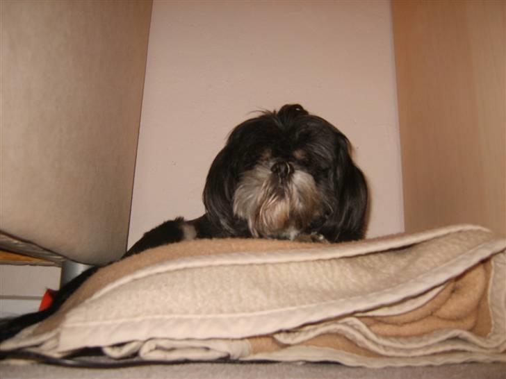 Lhasa apso - kaldenavn Bimmer billede 11