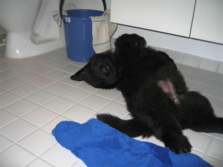 Newfoundlænder Newf Dreams Peekaboo - 8 uger og leger lækker billede 12