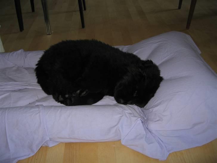 Newfoundlænder Newf Dreams Peekaboo - 8 uger og får sig en velfortjent lur billede 13