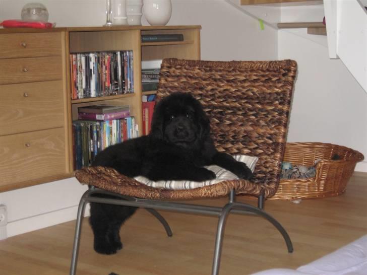 Newfoundlænder Newf Dreams Peekaboo - 9 uger og kan næsten komme op i stolen billede 14