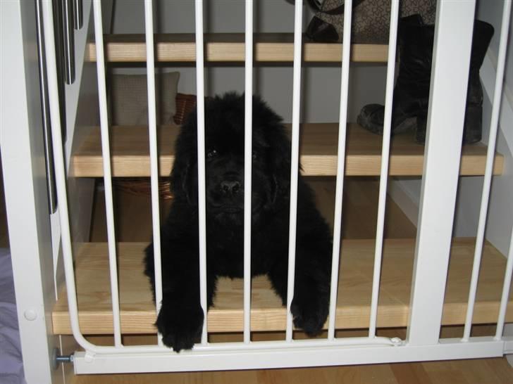 Newfoundlænder Newf Dreams Peekaboo - 9 uger og bag tremmer :-) billede 15