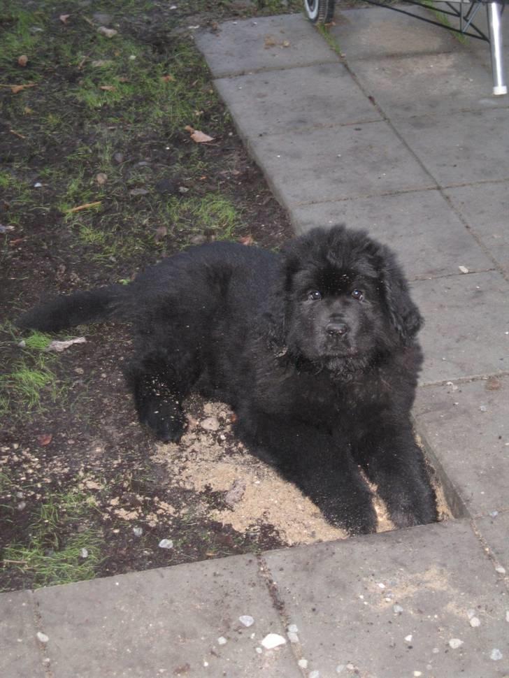 Newfoundlænder Newf Dreams Peekaboo - 9 uger og god til at grave hul billede 16