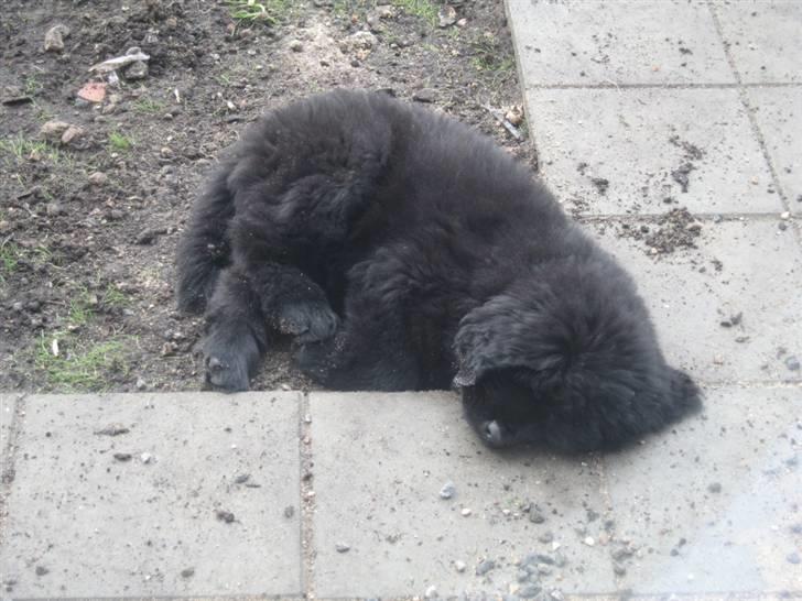 Newfoundlænder Newf Dreams Peekaboo - 9 uger og elsker at sove i selvgravet hul billede 17