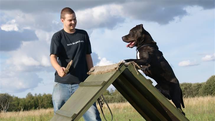 Amerikansk staffordshire terrier R.I.P Rex 18/7.07-16/9.09 - Åhh, jeg er træt :) billede 1