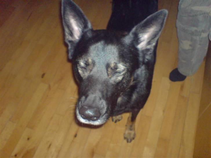 Blanding af racer cato billede 1