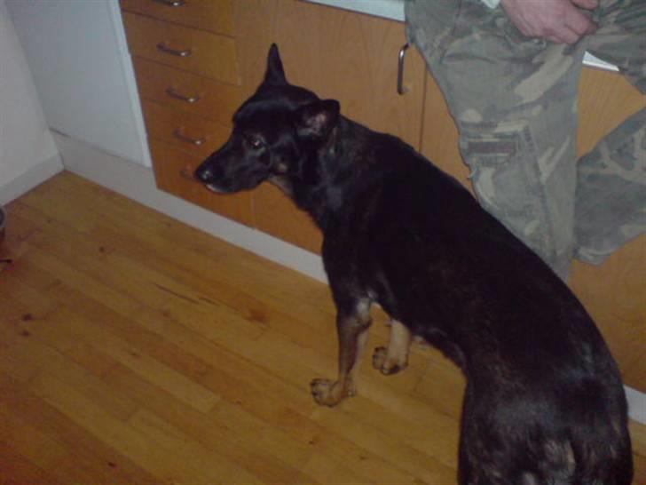 Blanding af racer cato billede 2