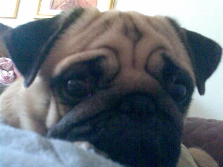 Mops Cirkeline - Er hun da ikke bare Lækker LINEN !: D billede 1