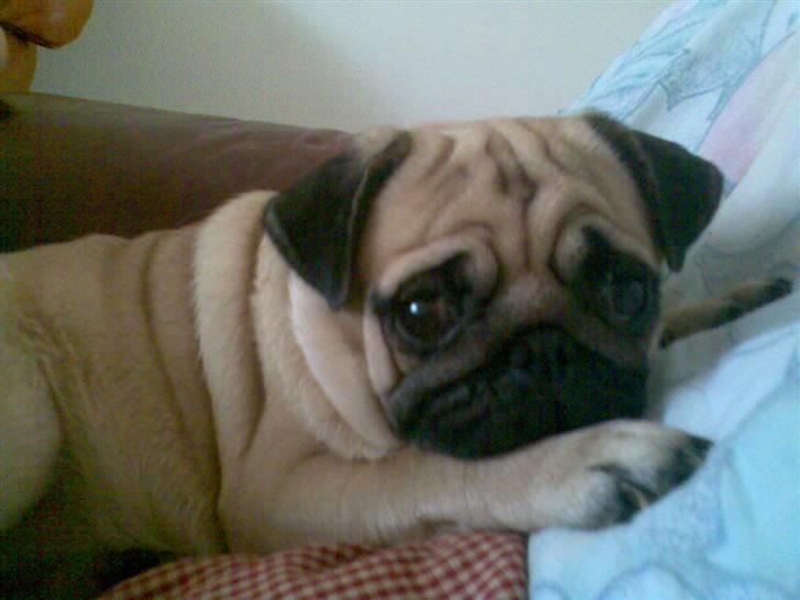 Mops Cirkeline - Bette Piie <333 billede 2