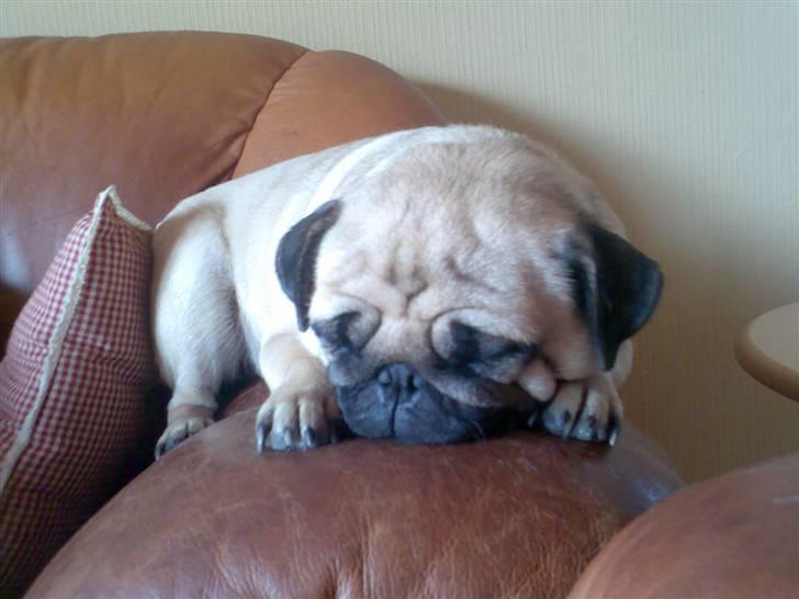 Mops Cirkeline - Vores beette Guldklump <33 se Hun Sover !:d billede 3