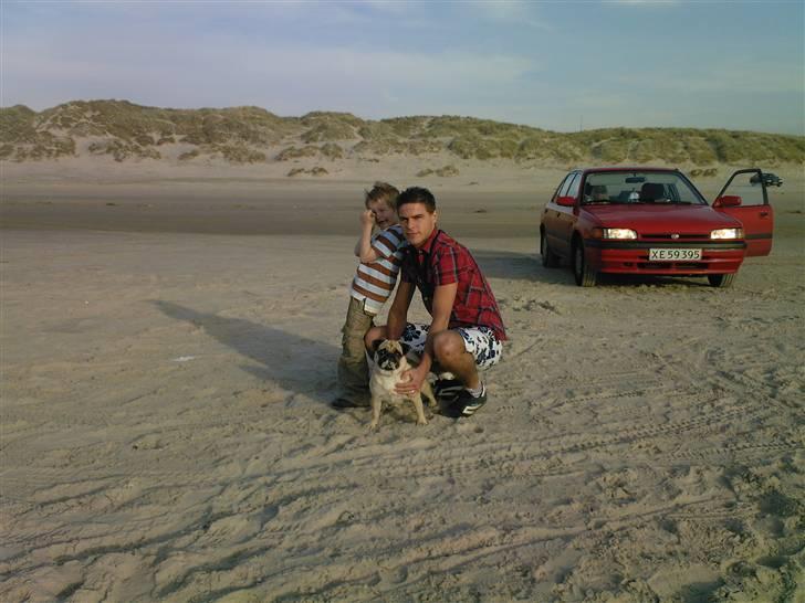 Mops Cirkeline - er hun da ikke en strandmis Grauw :)<3<3<3 billede 4