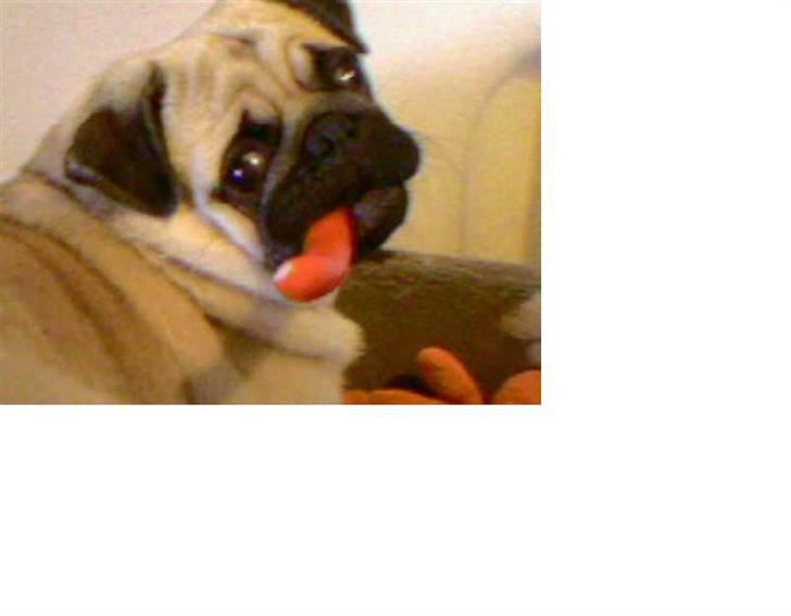 Mops Cirkeline - Man Bliver Hva Man spiseer (: <333 billede 5