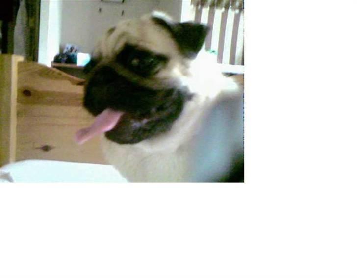 Mops Cirkeline - Dejliig <333 billede 6