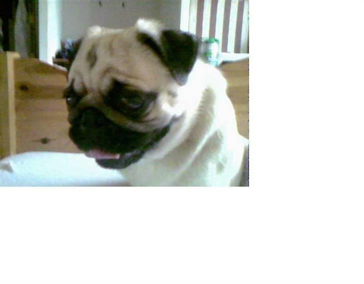 Mops Cirkeline - Bettte Muss <33 billede 7