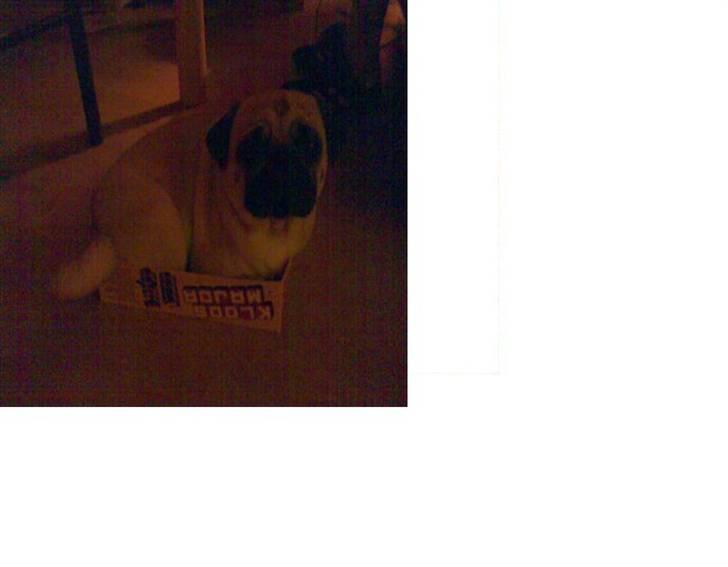 Mops Cirkeline - See lii Dellefransen ?:)<3333 billede 8