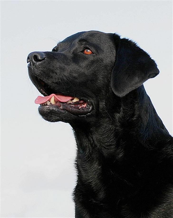 Labrador retriever KBHVV2017 Lotus. Hvil i fred, skønneste Tussemor billede 10