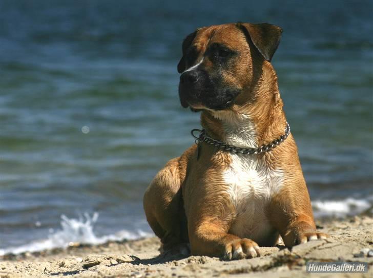 Blanding af racer Odin - Hejsa.. Velkommen til min profil :-) Hvis nogen skulle være i tvivl er JEG kongen af denne strand.. billede 1