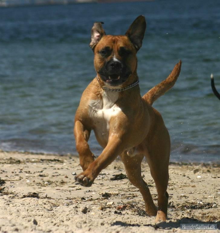 Blanding af racer Odin - Jeg flyver, jeg flyver.. billede 2