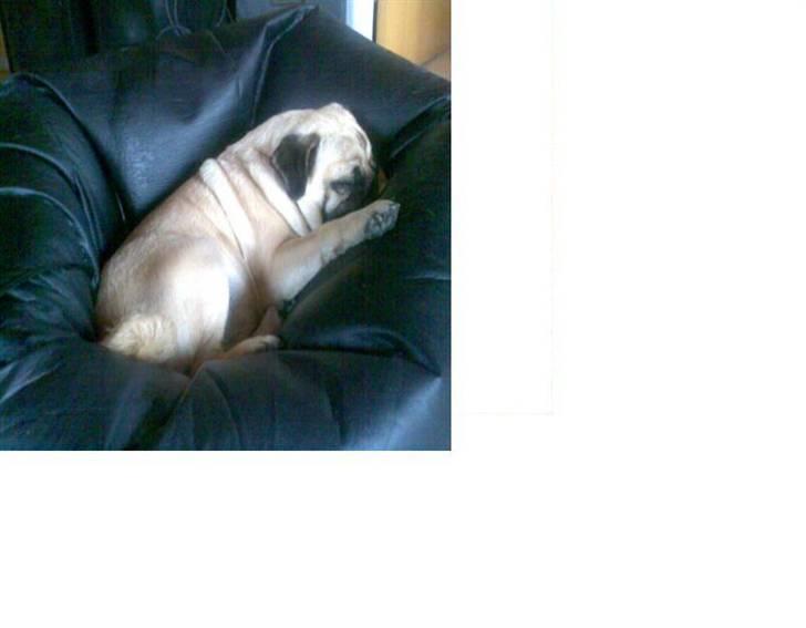 Mops Cirkeline - Se Lie den Bette Sovetryne ( <333 billede 9