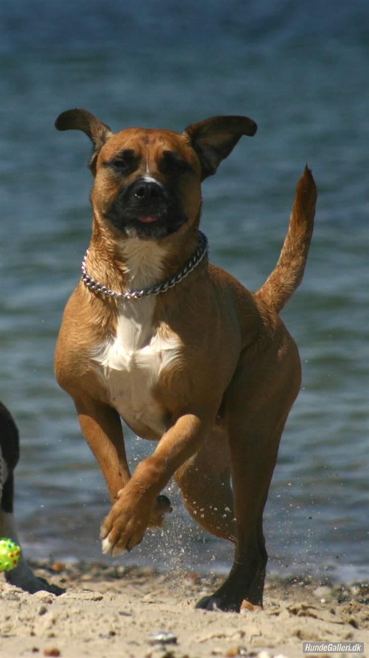 Blanding af racer Odin - Nu er den der næsten mor.. Jeg letter snart.. billede 3