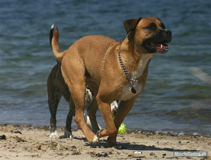 Blanding af racer Odin - Sagde du at du havde flere pølser far? Jeg kommer!! billede 4