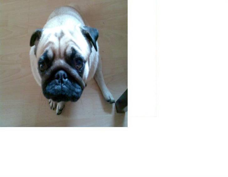 Mops Cirkeline - Se LLiie Det Fjæs !.D <33 billede 10