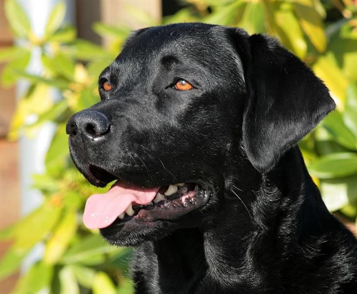 Labrador retriever KBHVV2017 Lotus. Hvil i fred, skønneste Tussemor billede 13