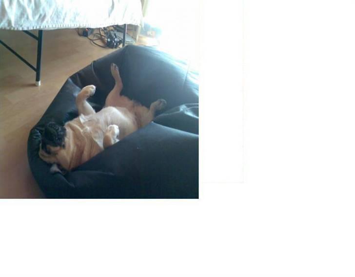 Mops Cirkeline - Hun Er Såå Dejliig <33 billede 11