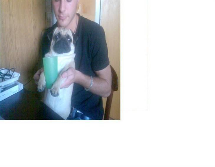 Mops Cirkeline - Kæresten og Bette Liinen <3 billede 12