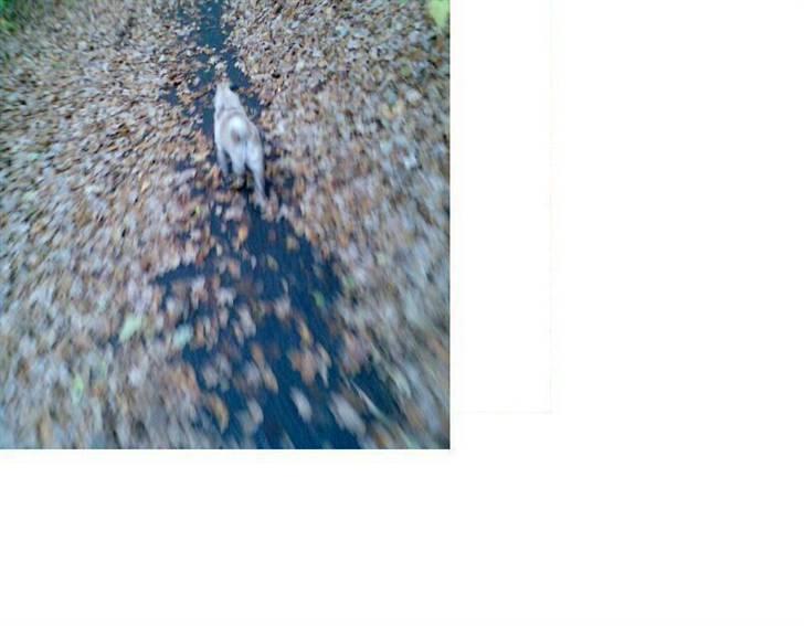 Mops Cirkeline - smukkeste Numse :p billede 13